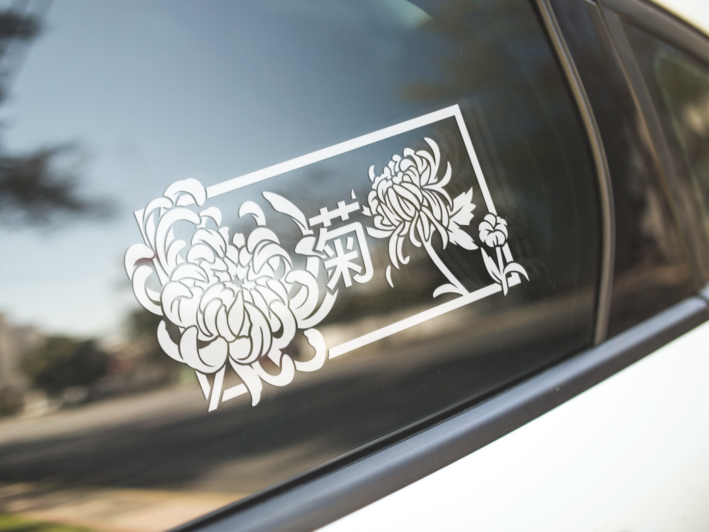 Chrysanthemum
